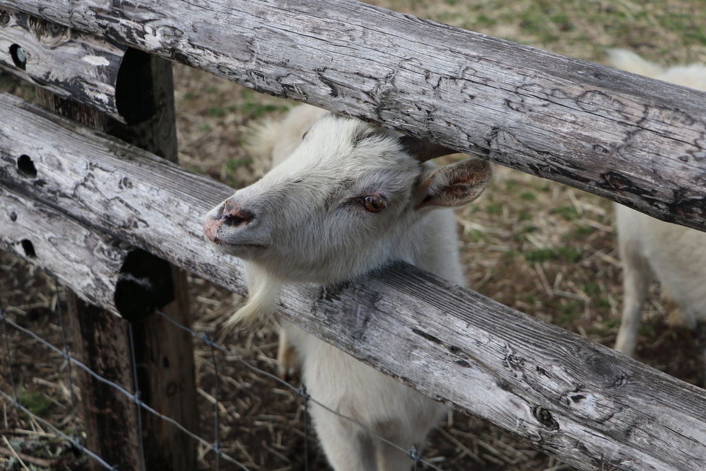 f:id:camerangz:20190307234540j:plain