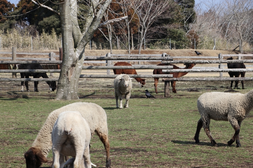 f:id:camerangz:20190307235653j:plain