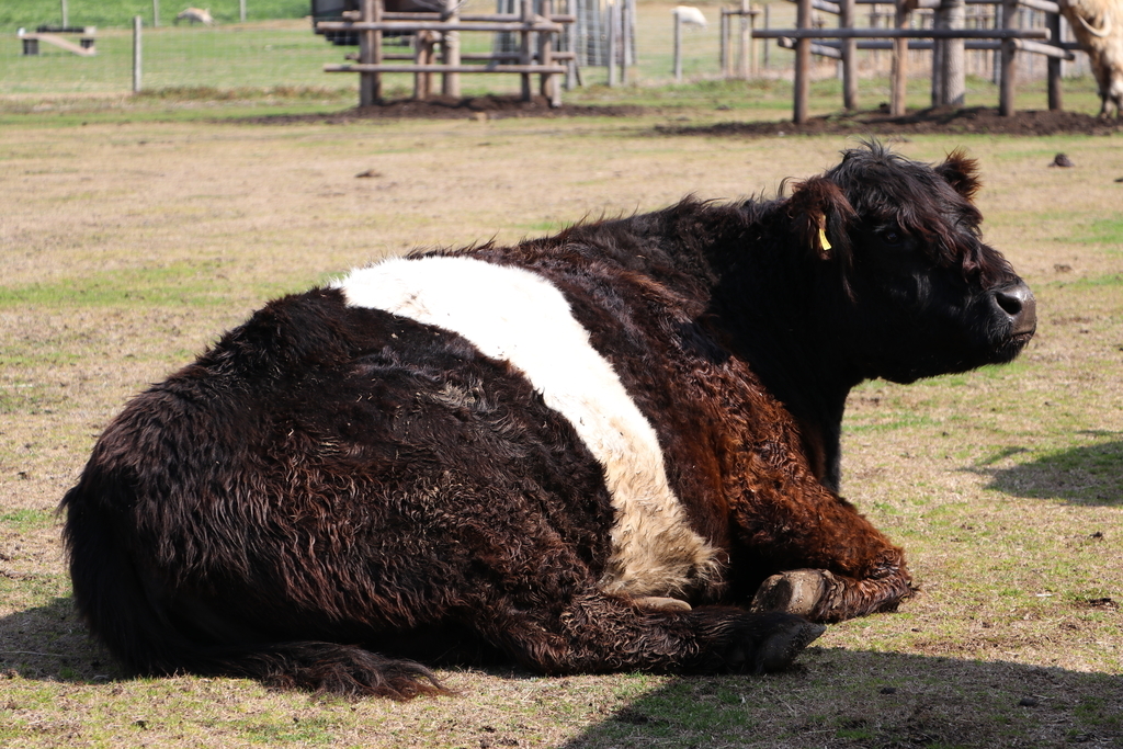 f:id:camerangz:20190308000308j:plain