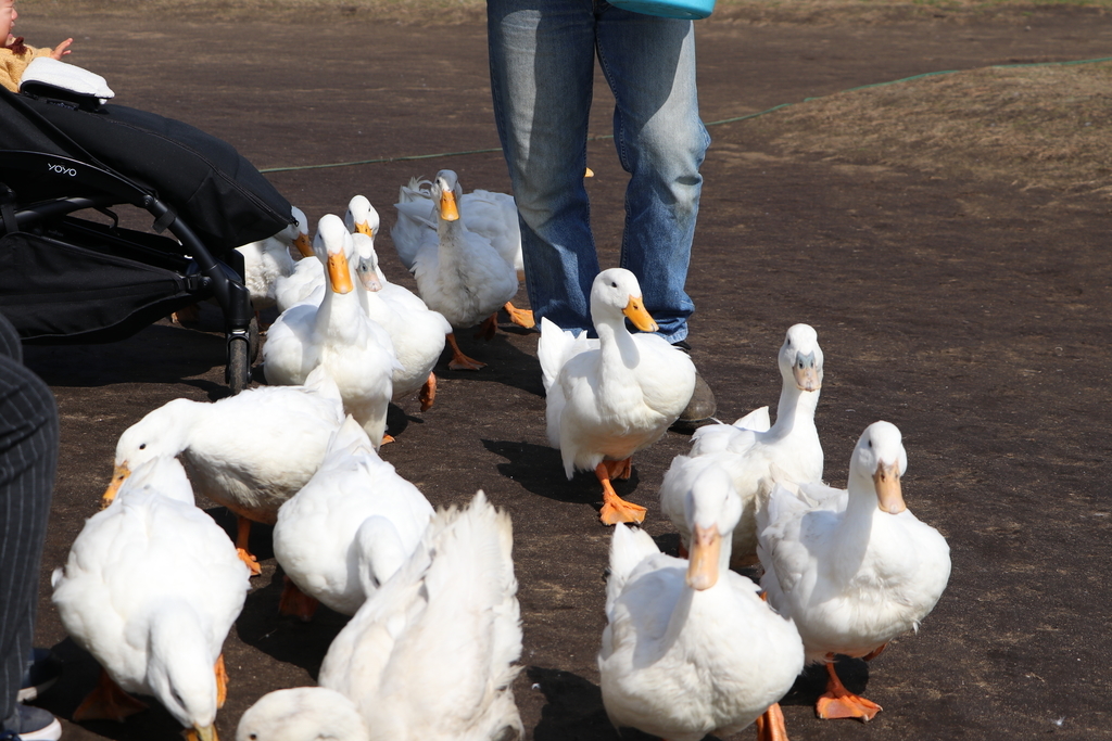 f:id:camerangz:20190308002323j:plain