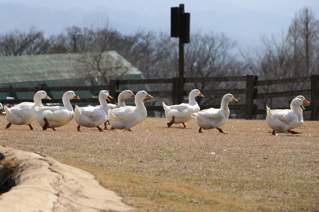 f:id:camerangz:20190308003442j:plain