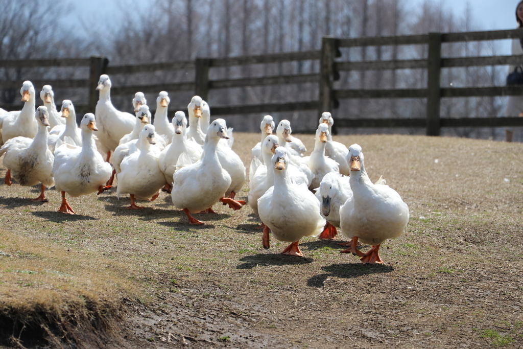 f:id:camerangz:20190308003517j:plain