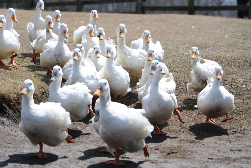 f:id:camerangz:20190308003523j:plain