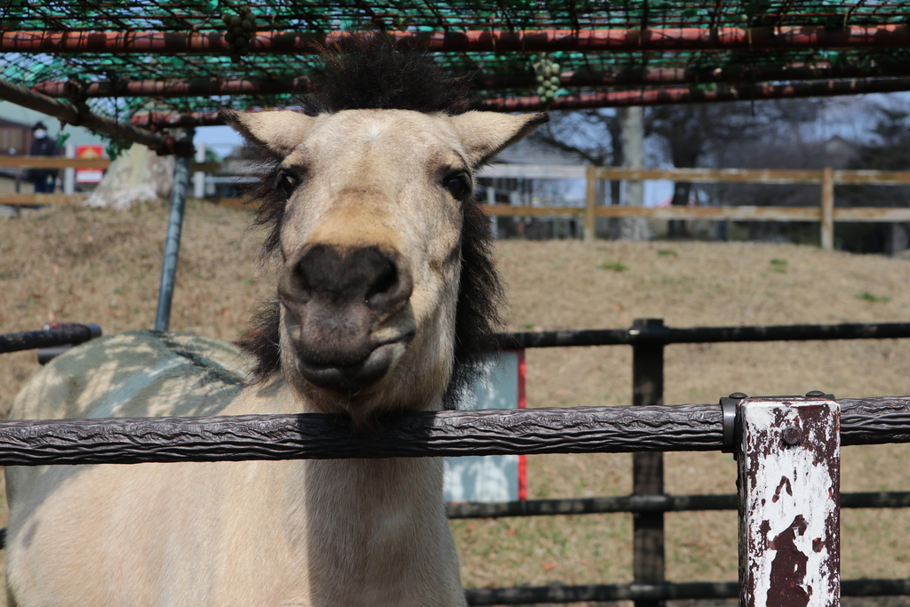 f:id:camerangz:20190308003757j:plain