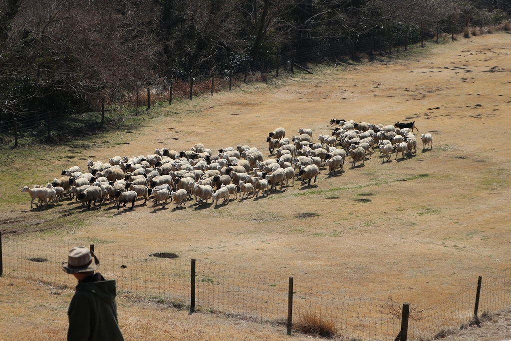 f:id:camerangz:20190308010127j:plain