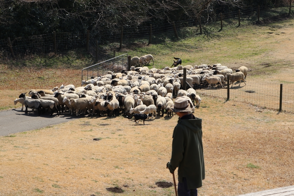 f:id:camerangz:20190308010209j:plain