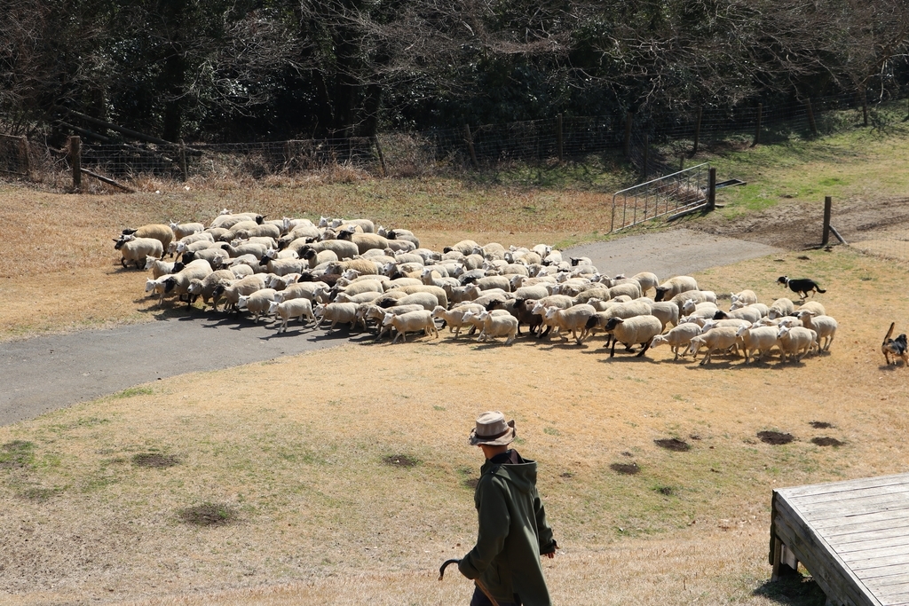 f:id:camerangz:20190308010213j:plain