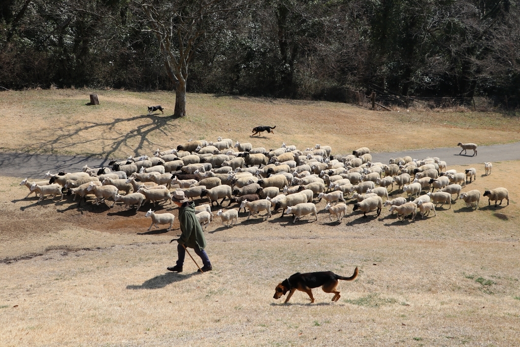 f:id:camerangz:20190308010238j:plain