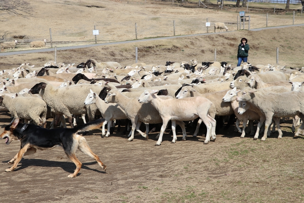 f:id:camerangz:20190308010245j:plain