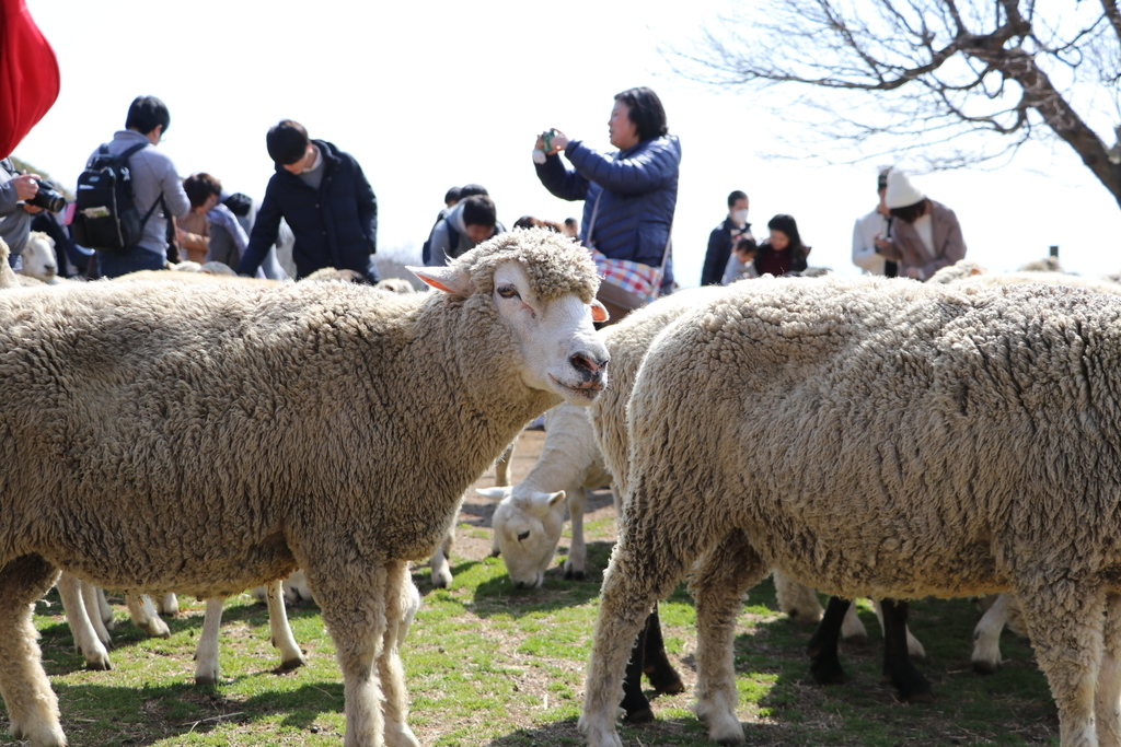 f:id:camerangz:20190308010446j:plain