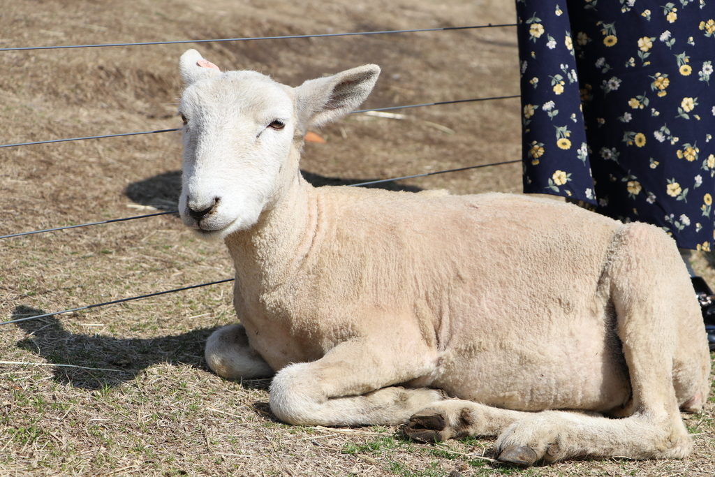 f:id:camerangz:20190308010452j:plain