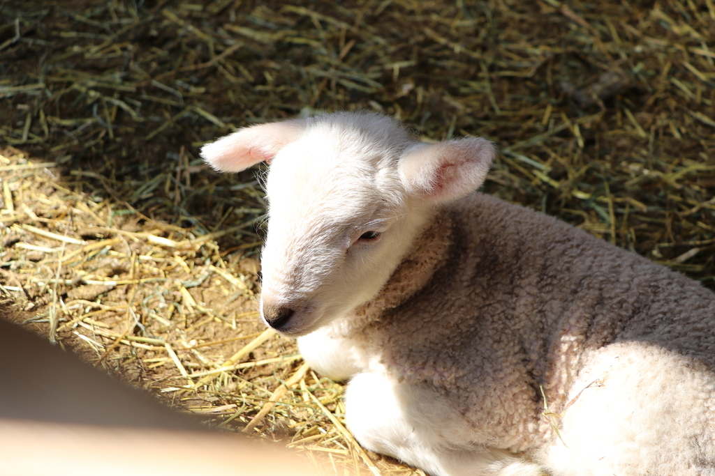 f:id:camerangz:20190308011034j:plain