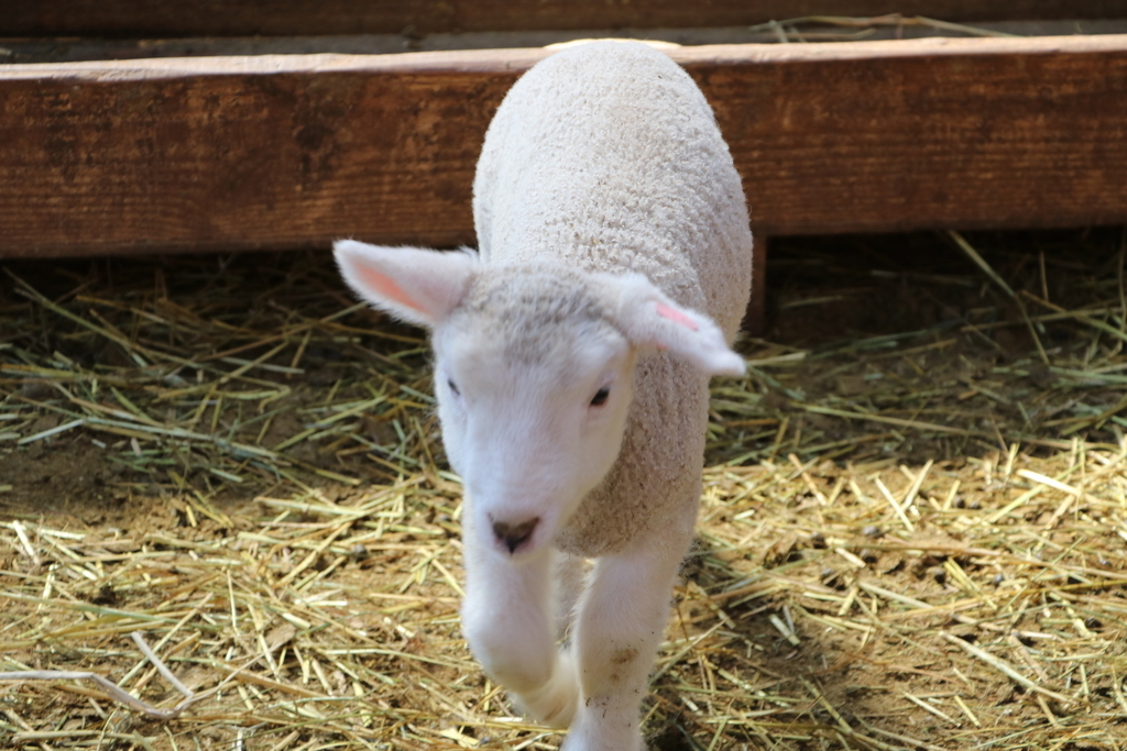 f:id:camerangz:20190308011046j:plain