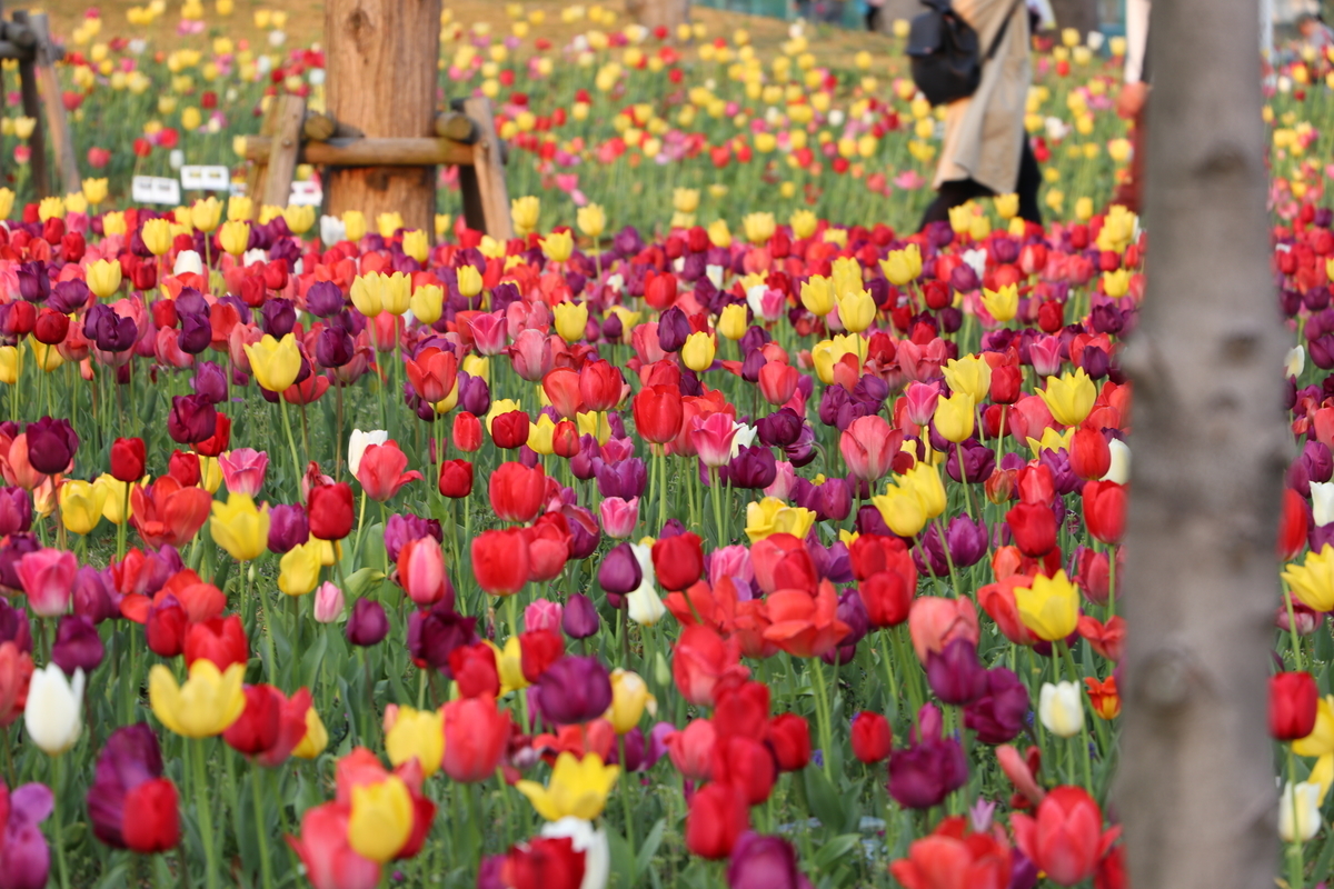 f:id:camerangz:20190411000038j:plain