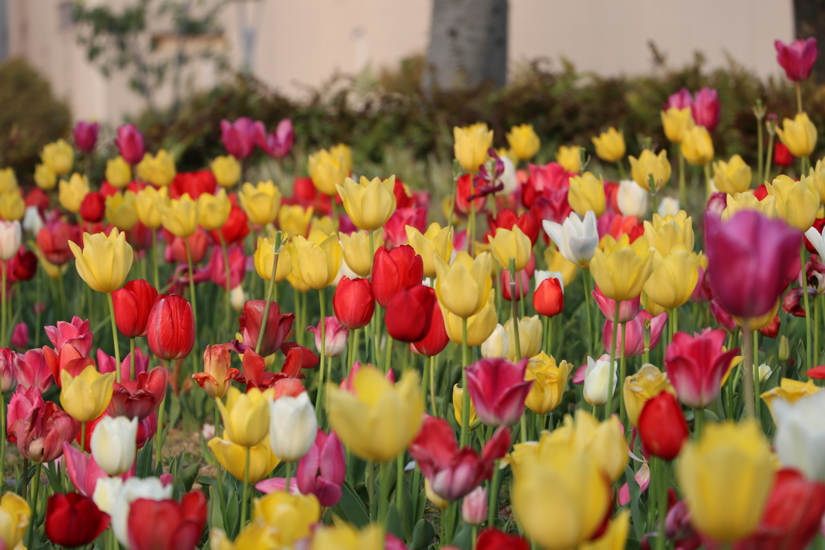 f:id:camerangz:20190411000045j:plain