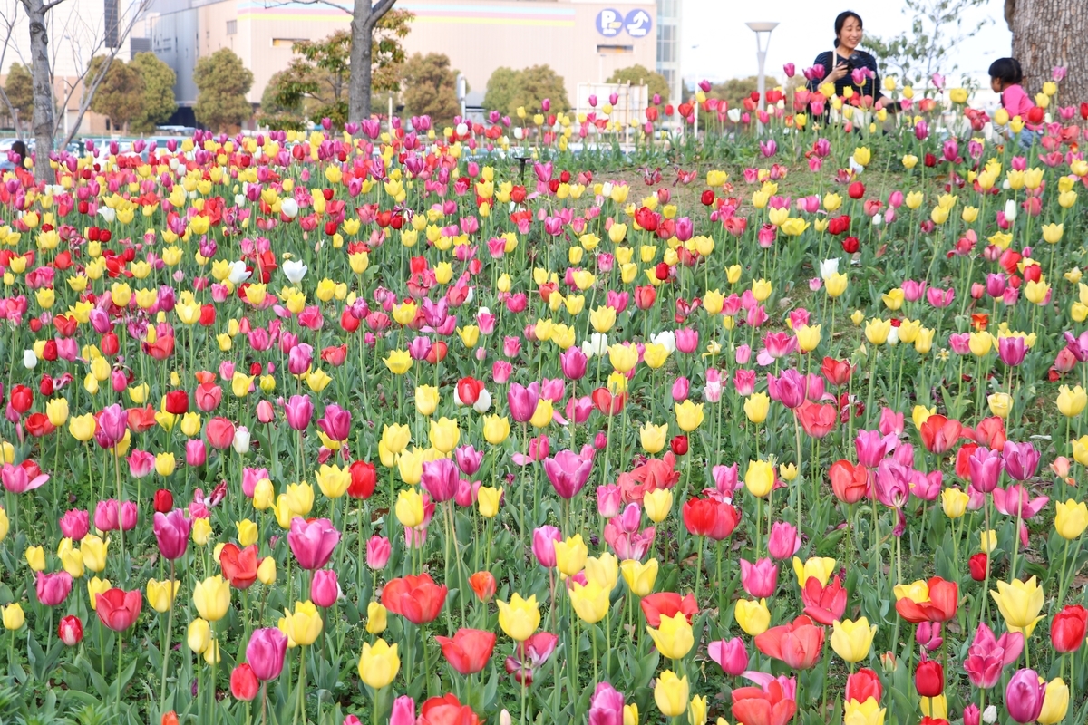 f:id:camerangz:20190411000240j:plain