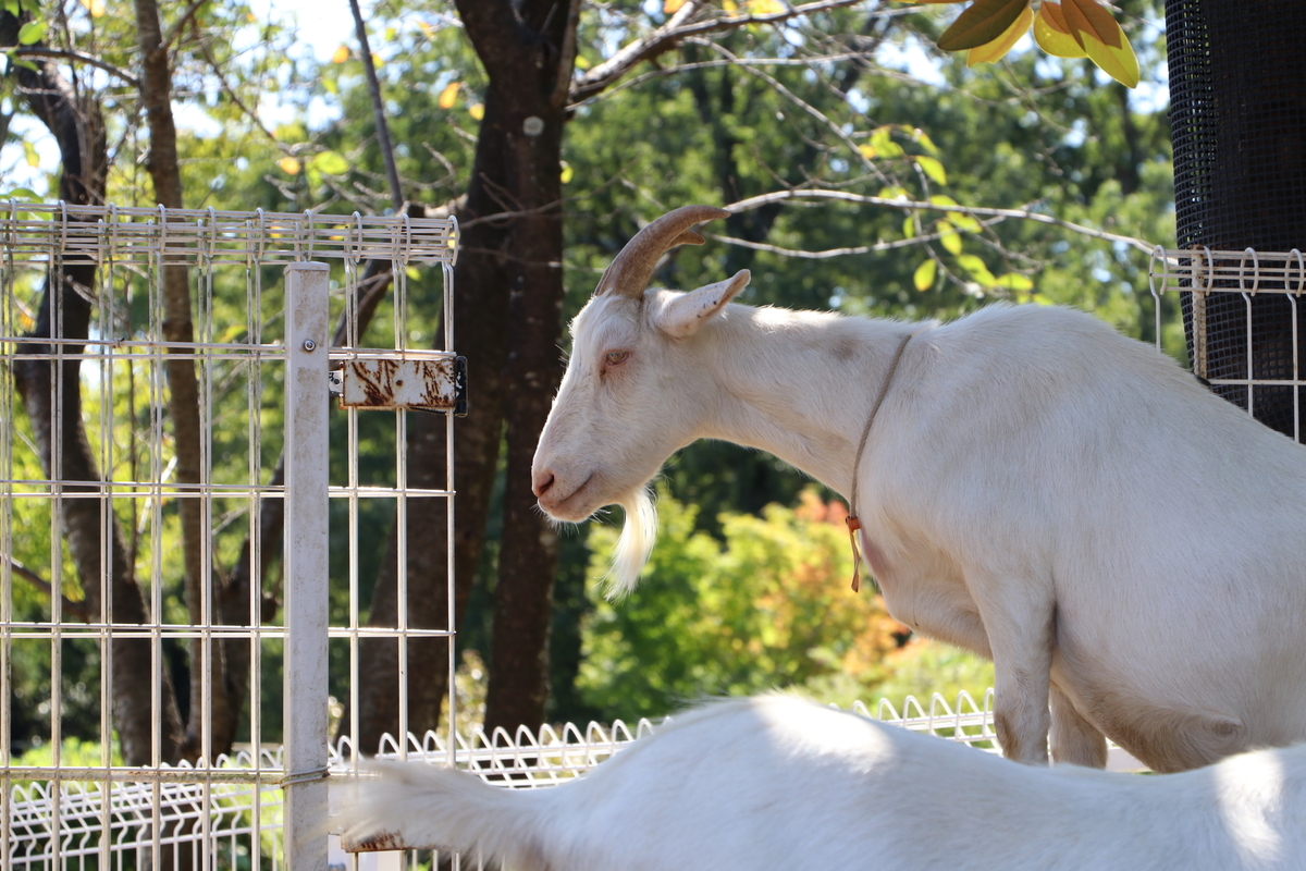 f:id:camerangz:20190928002740j:plain