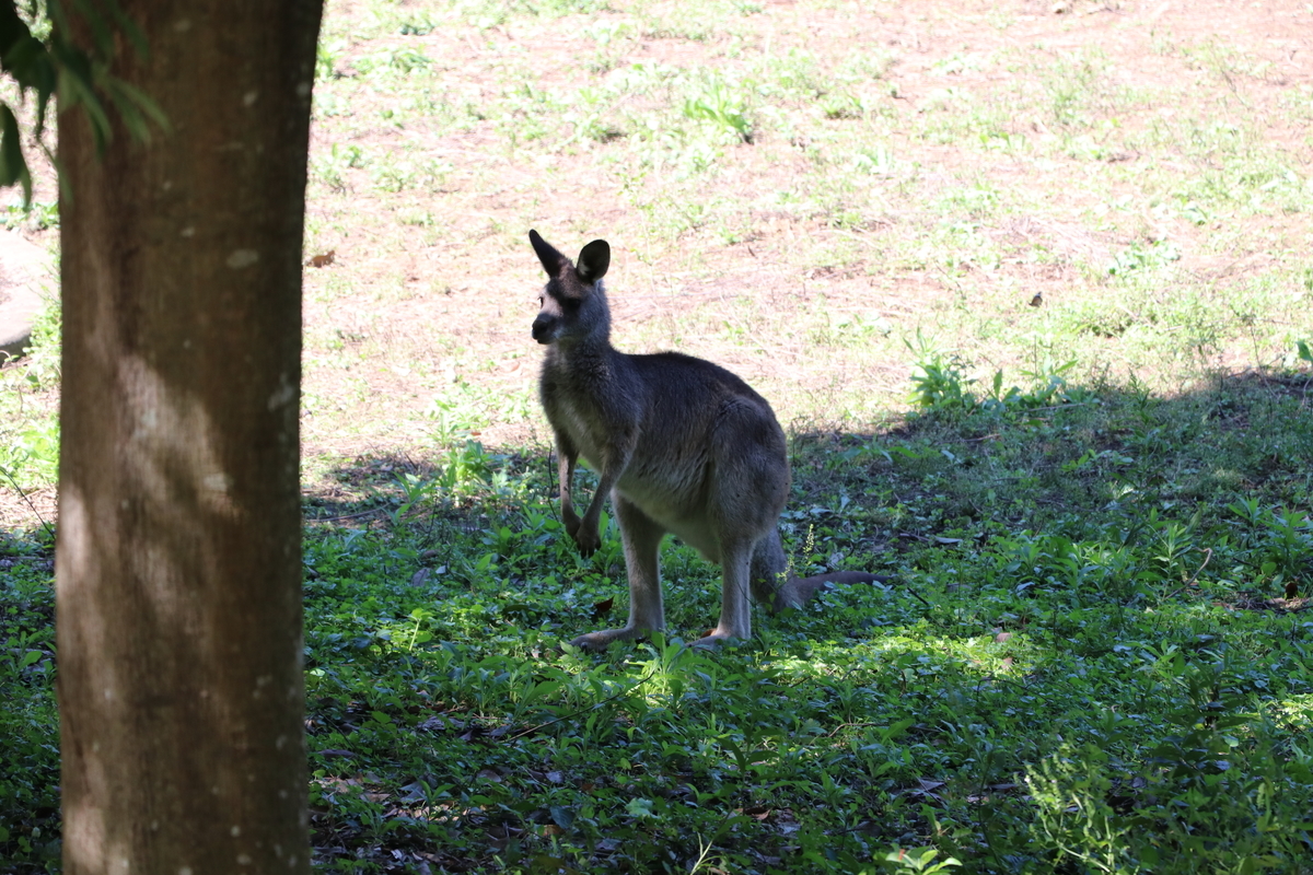 f:id:camerangz:20190928003023j:plain