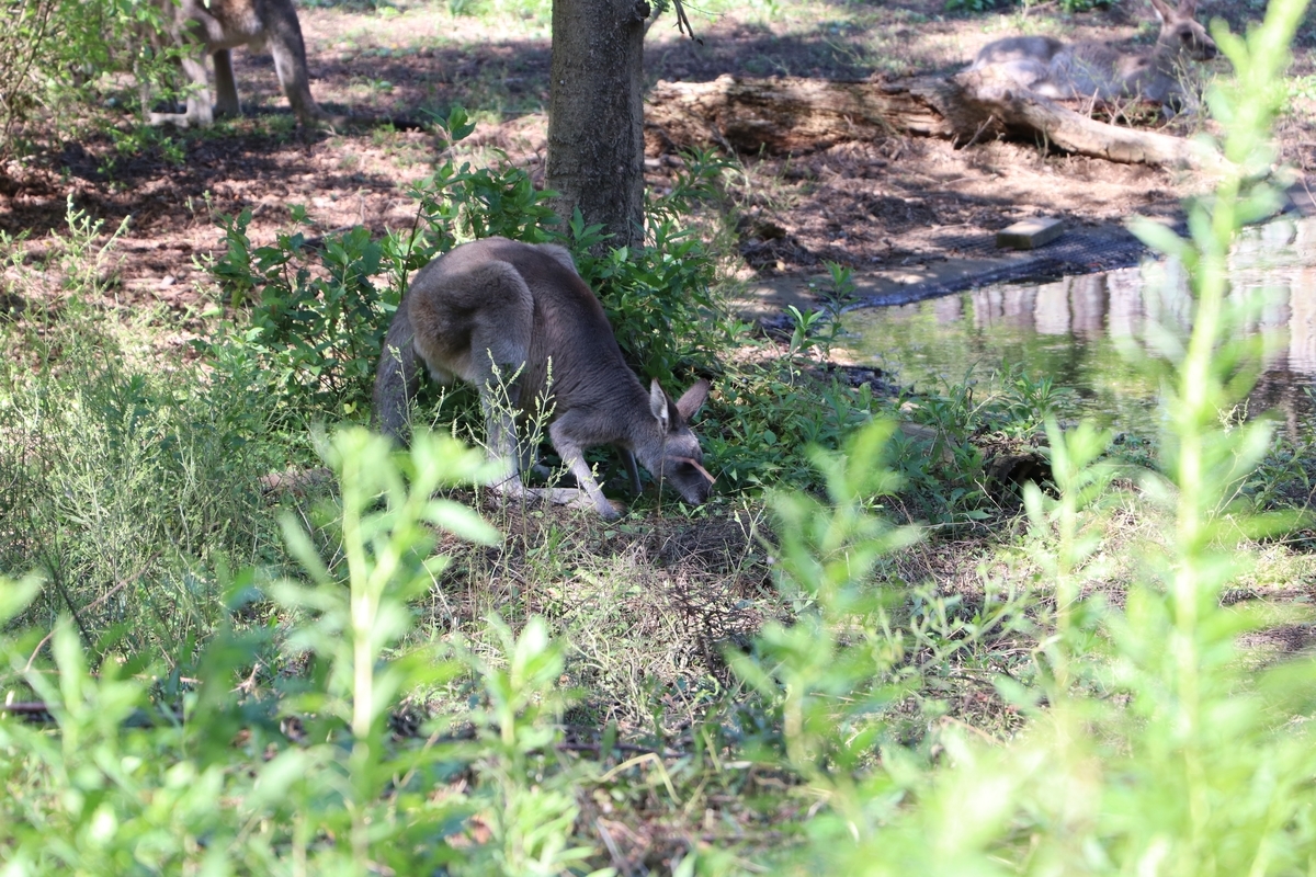 f:id:camerangz:20190928003745j:plain