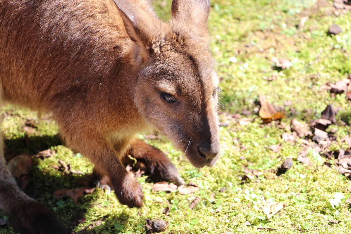 f:id:camerangz:20190928004123j:plain