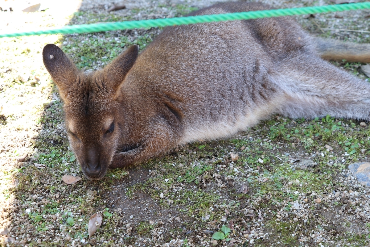 f:id:camerangz:20190928004233j:plain