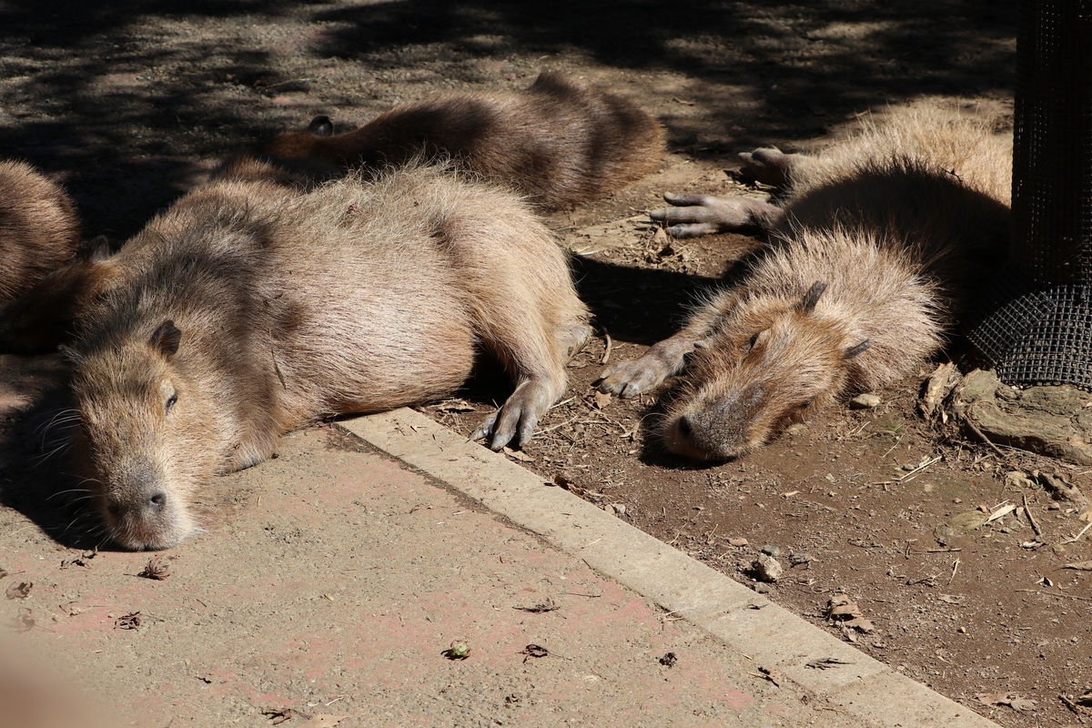 f:id:camerangz:20190928004256j:plain