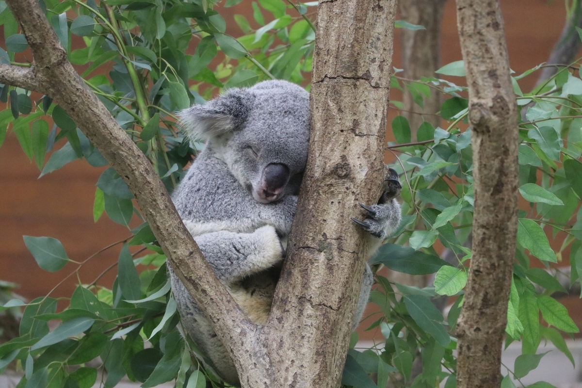 f:id:camerangz:20190928004757j:plain