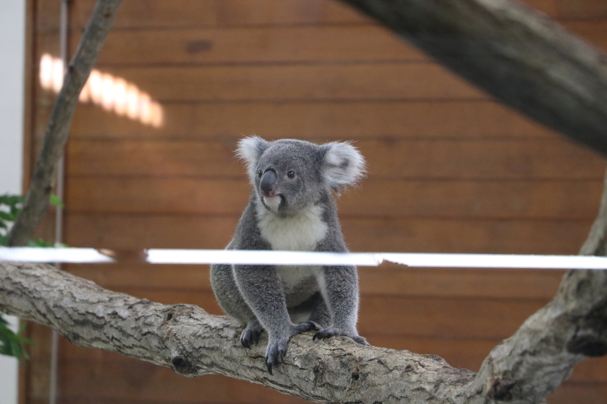 f:id:camerangz:20190928005101j:plain