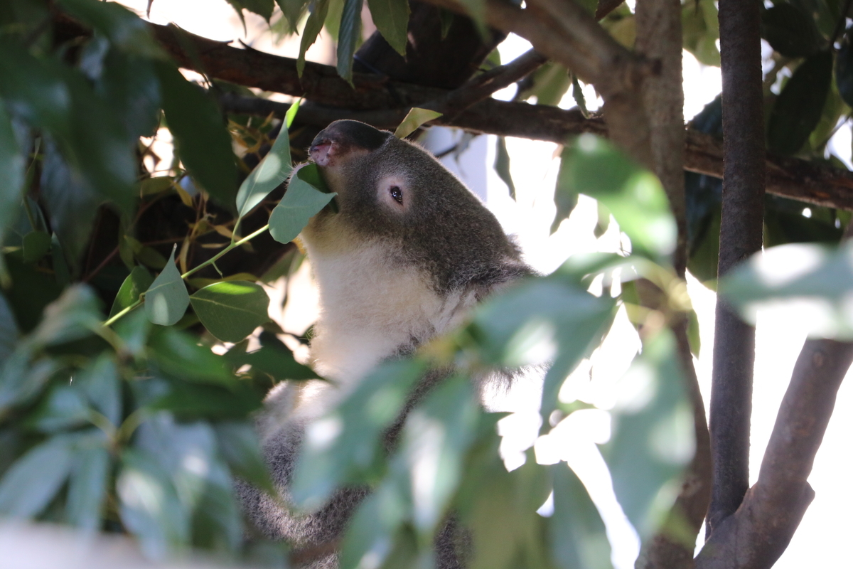 f:id:camerangz:20190928005407j:plain