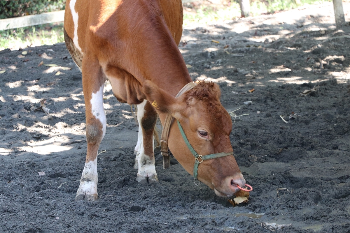 f:id:camerangz:20190928005921j:plain