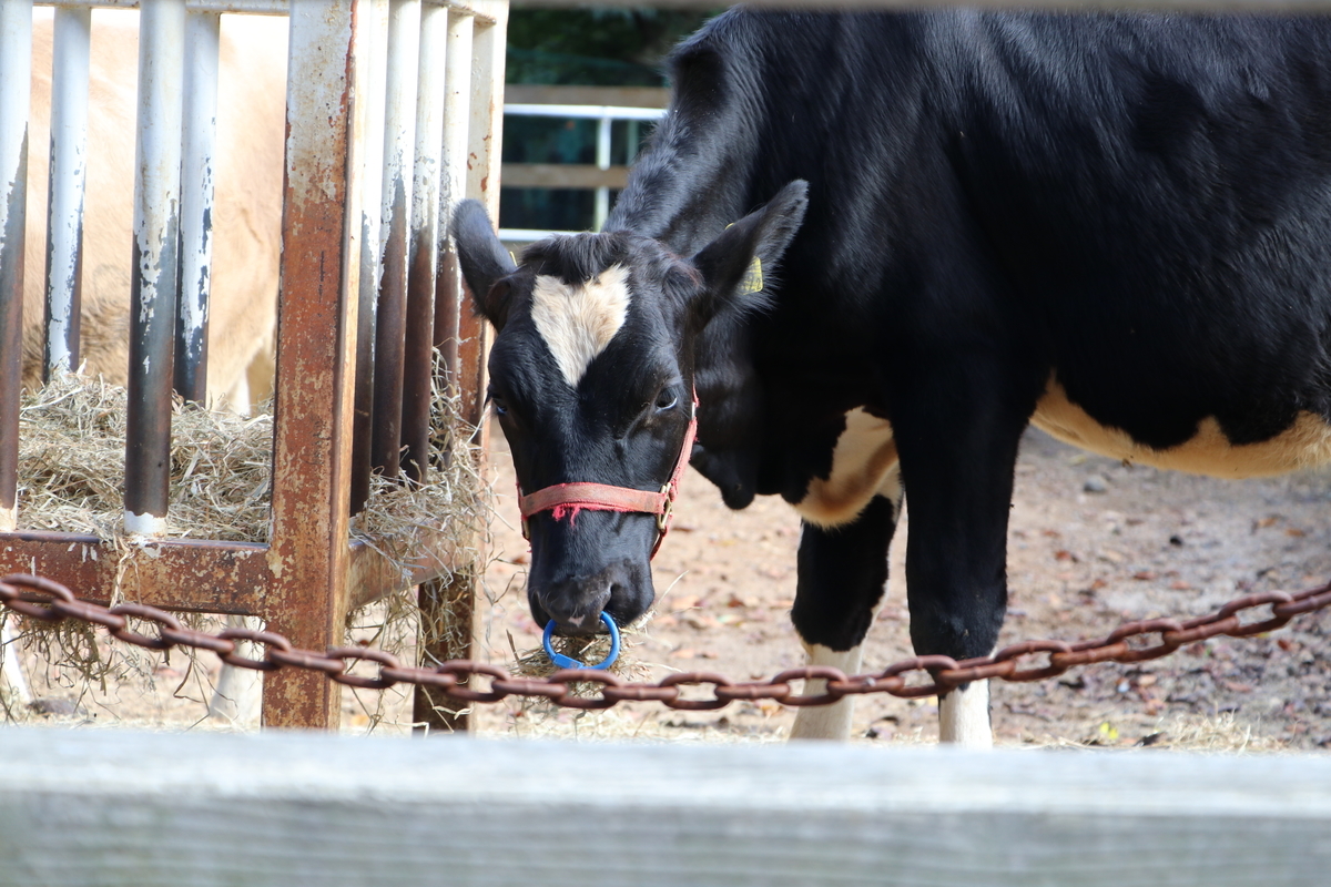 f:id:camerangz:20190928010519j:plain