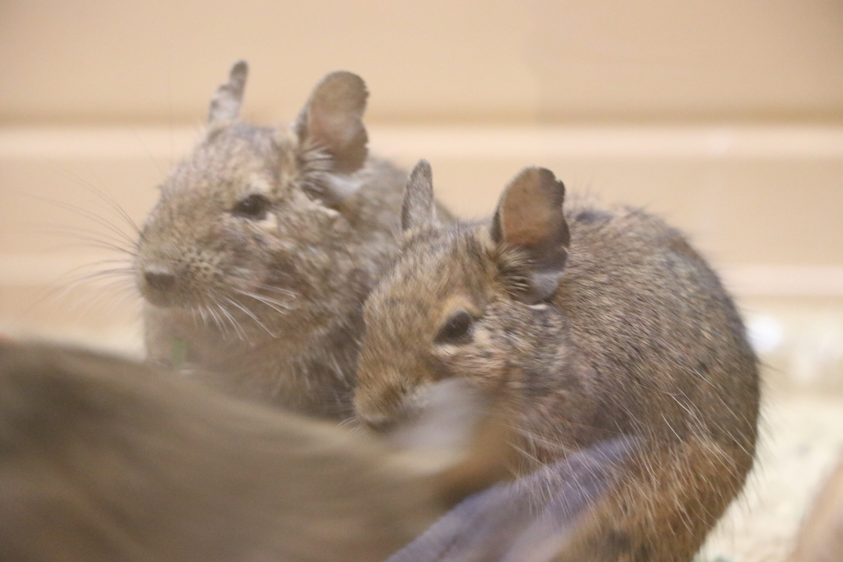 f:id:camerangz:20190928222251j:plain