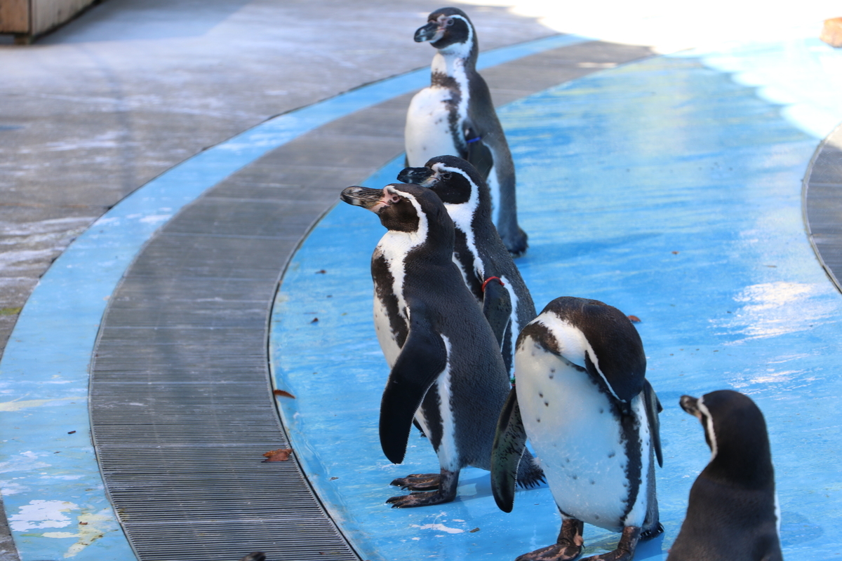 f:id:camerangz:20190929003838j:plain