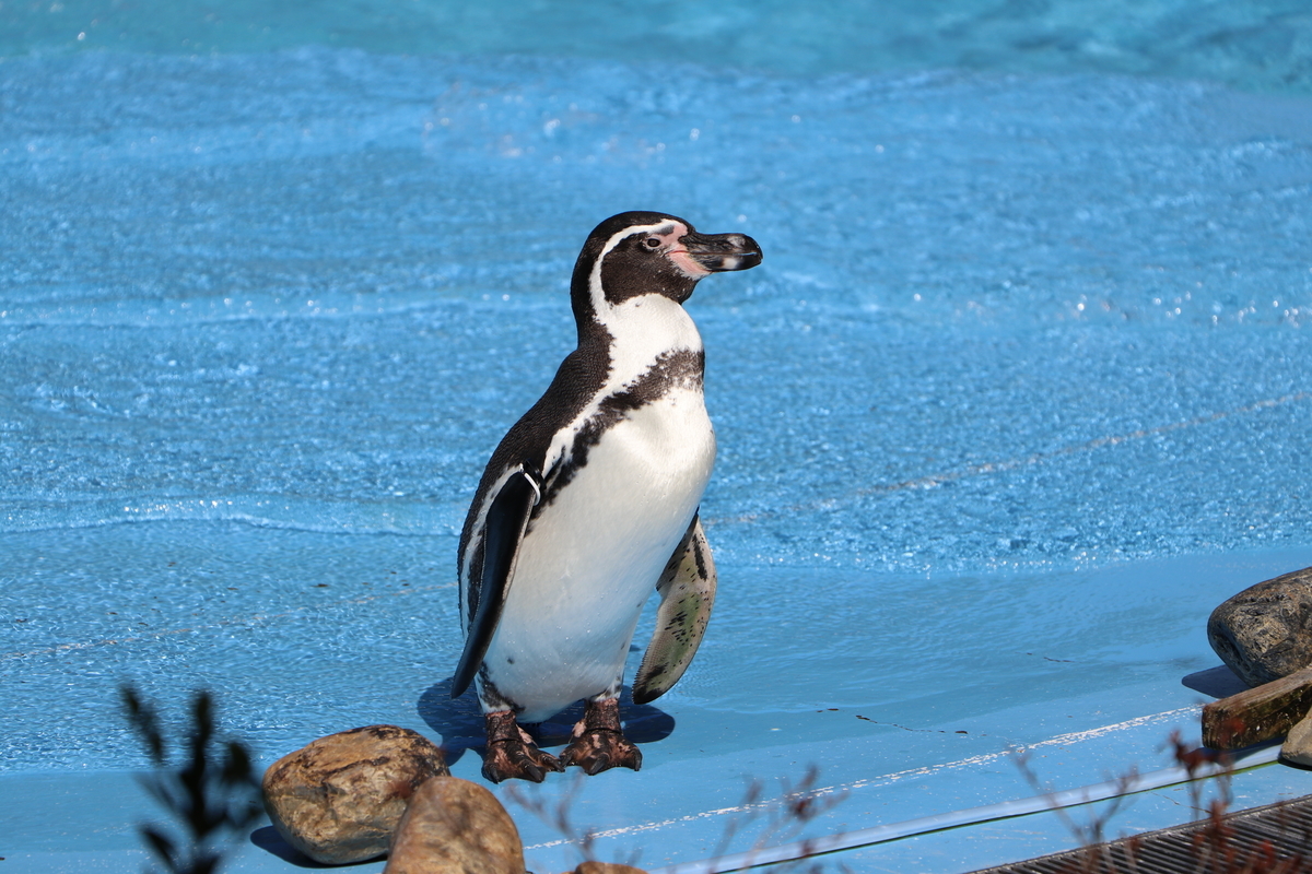 f:id:camerangz:20190929003928j:plain