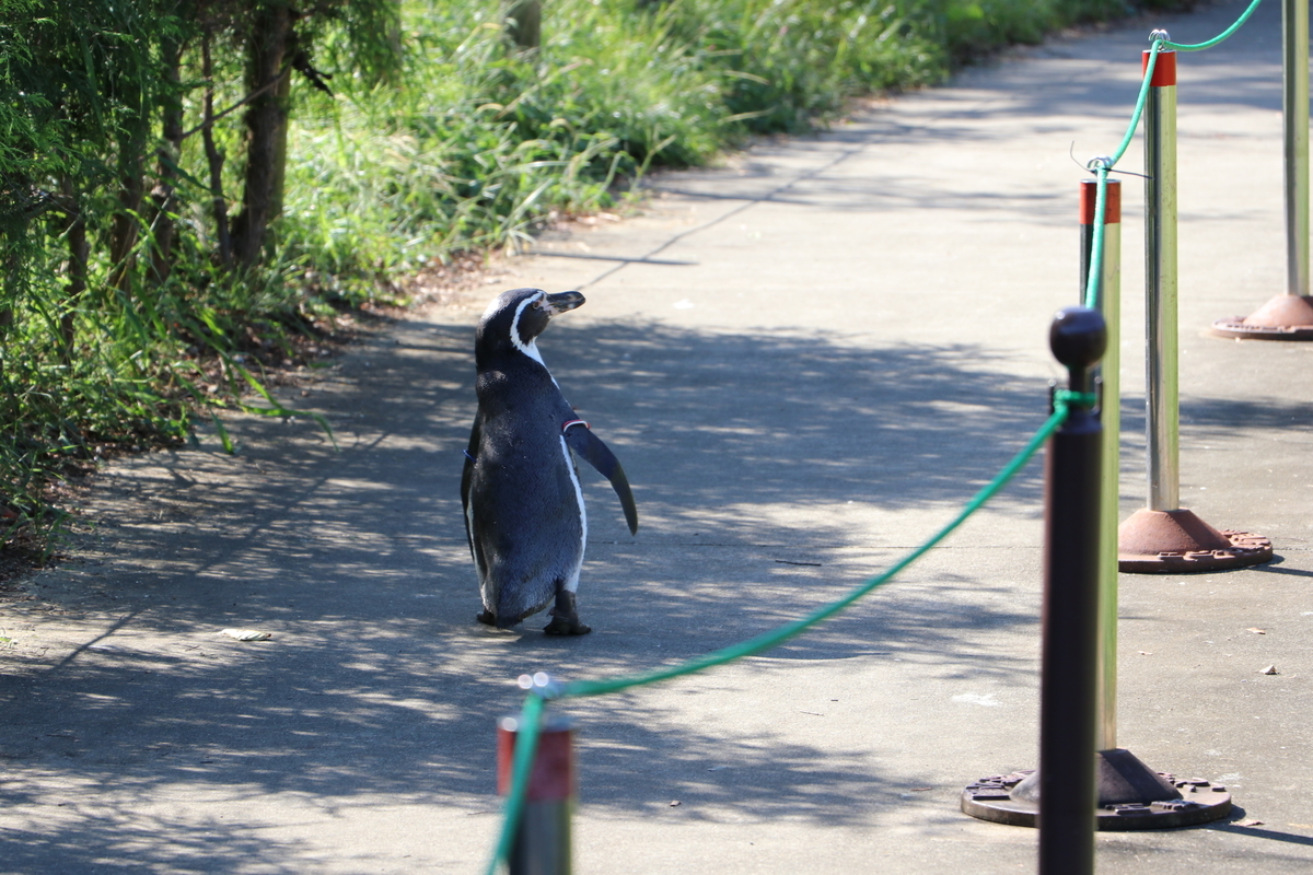 f:id:camerangz:20190929004311j:plain