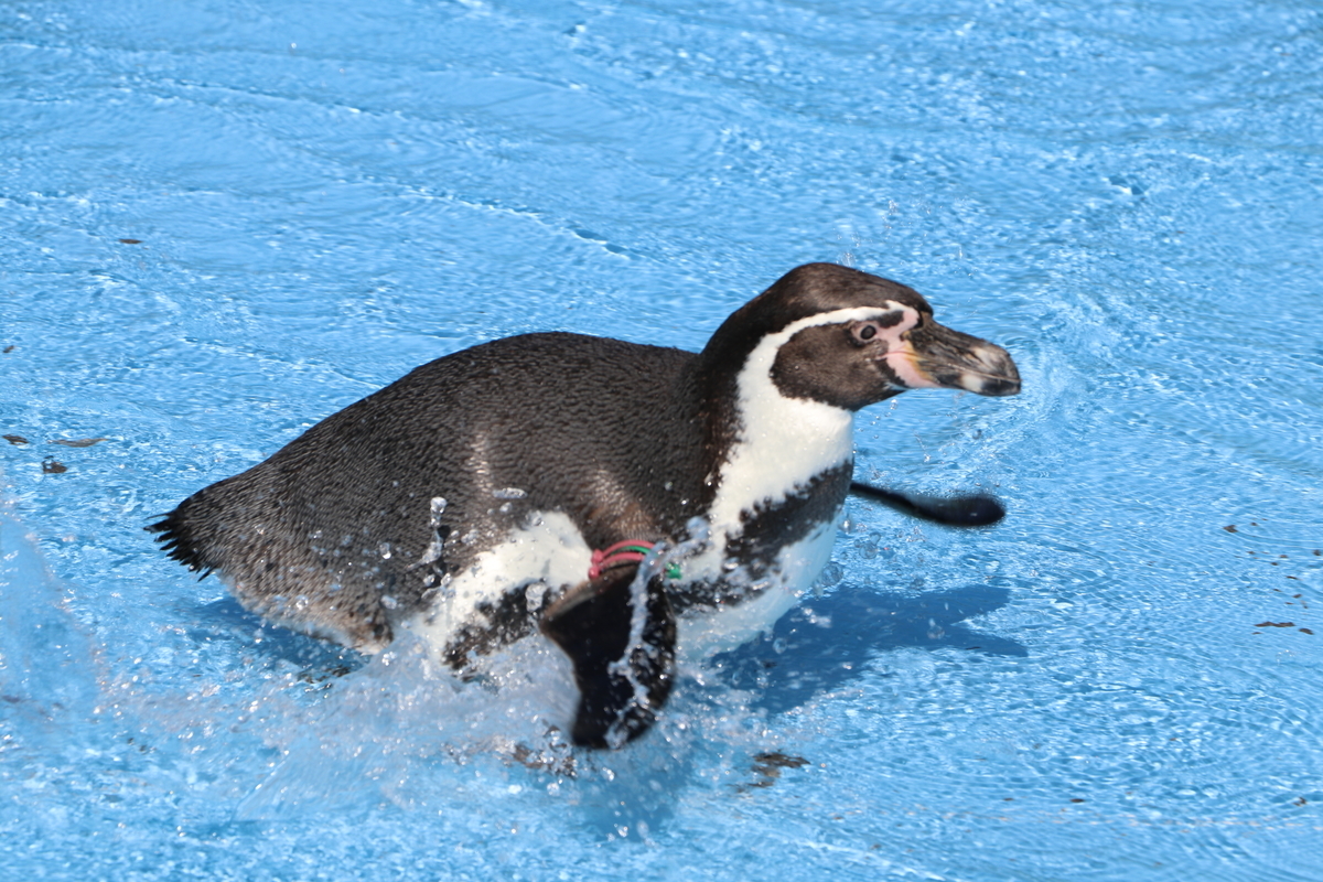 f:id:camerangz:20190929004858j:plain