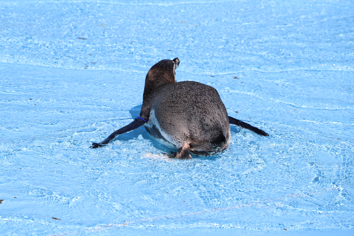 f:id:camerangz:20190929004929j:plain