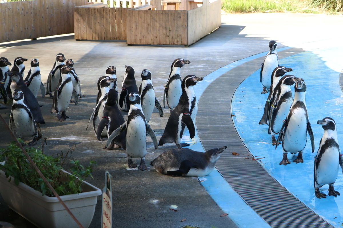 f:id:camerangz:20190929010048j:plain