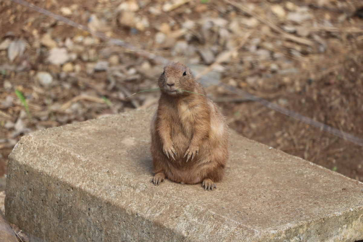 f:id:camerangz:20190929010645j:plain