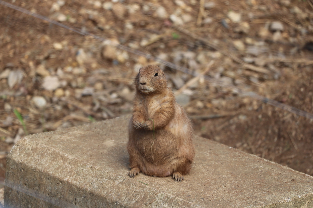 f:id:camerangz:20190929010705j:plain