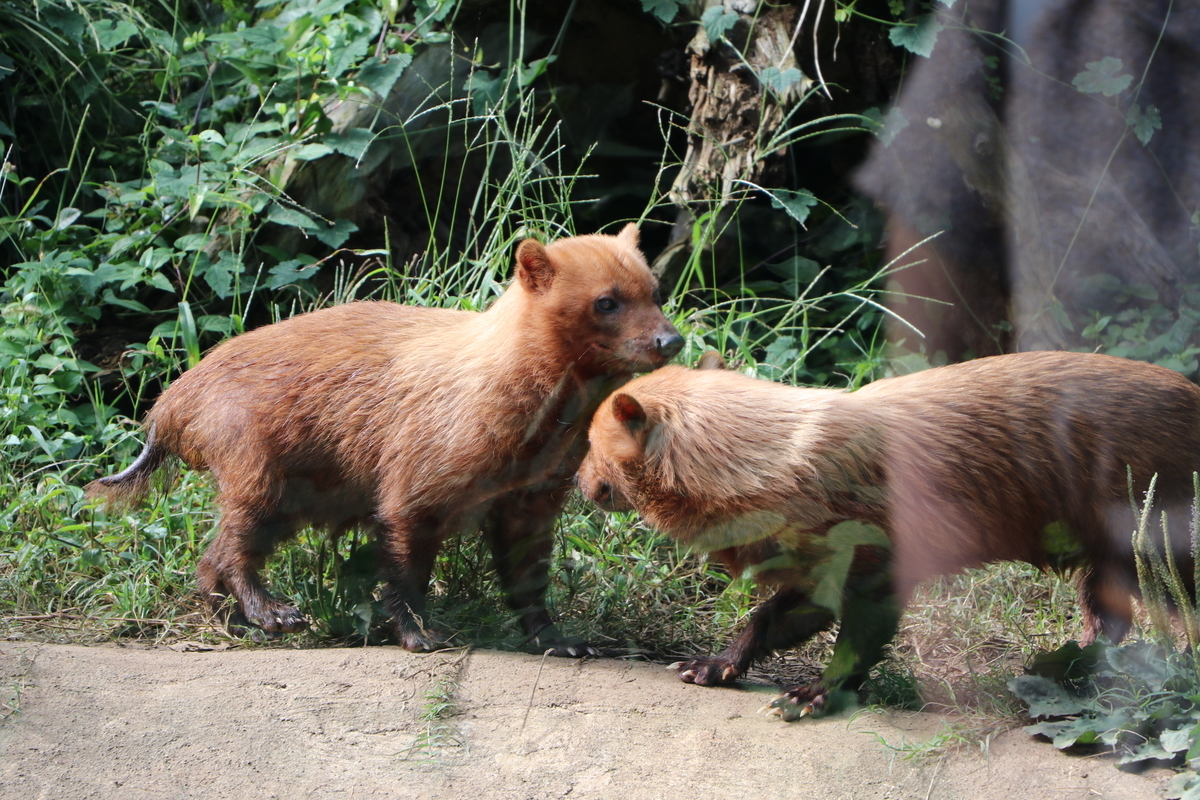 f:id:camerangz:20190929010842j:plain