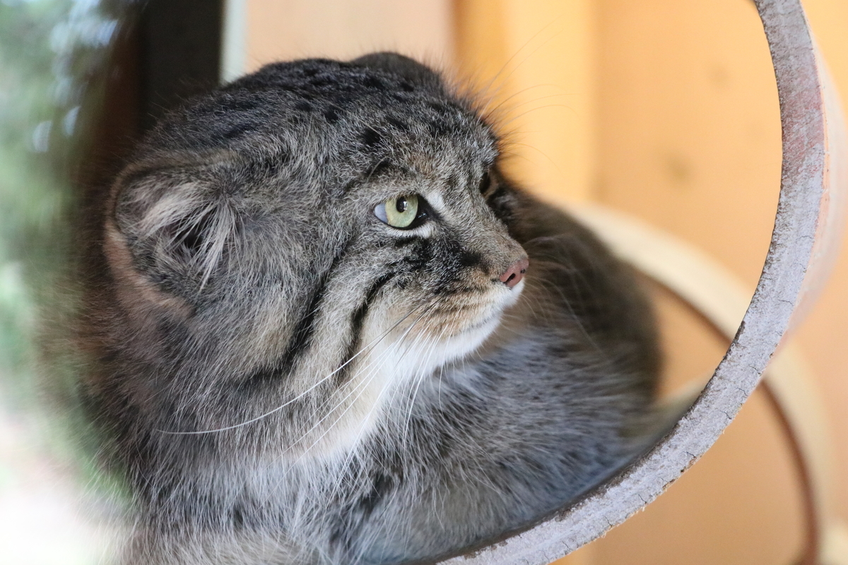 f:id:camerangz:20190929011042j:plain