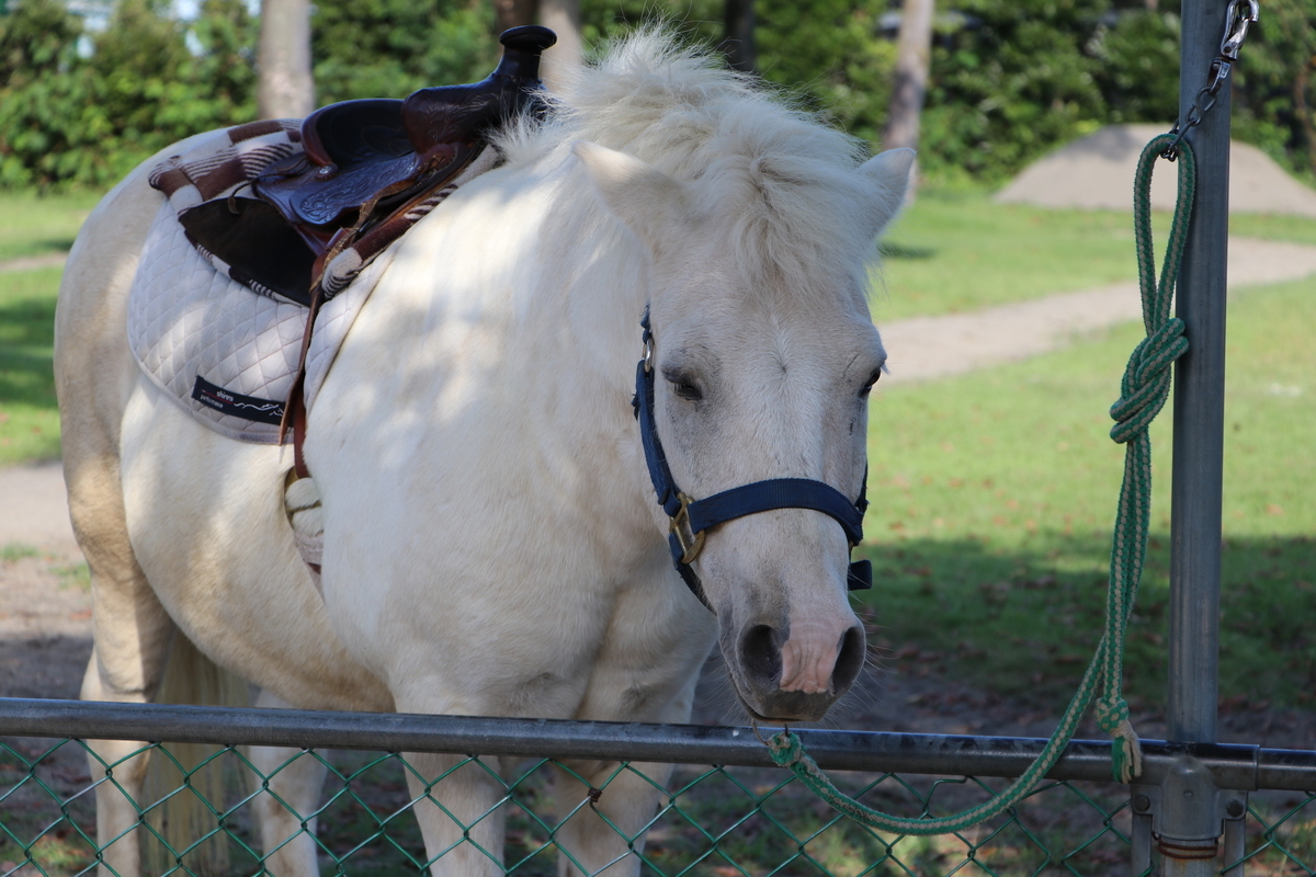 f:id:camerangz:20190929011247j:plain