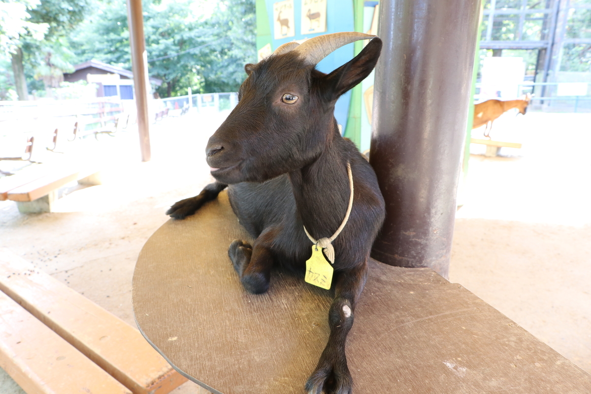 f:id:camerangz:20190929011658j:plain