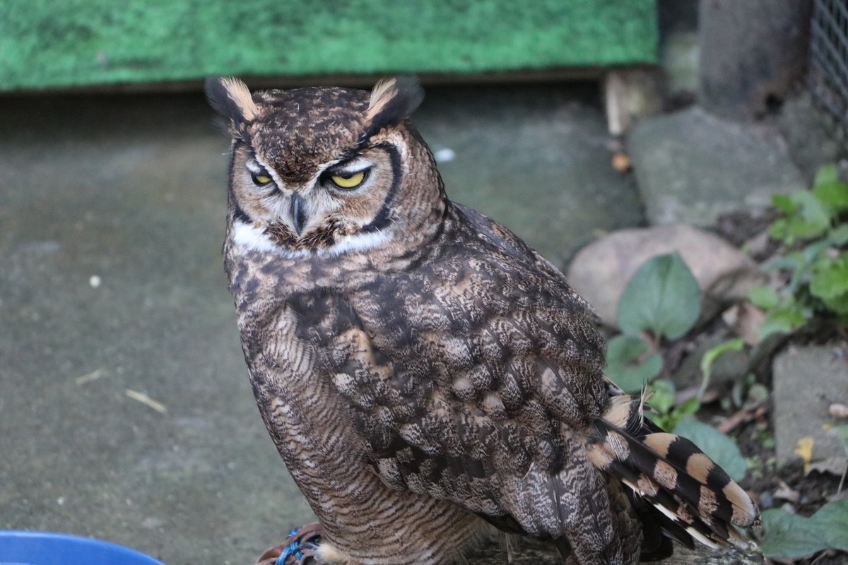 f:id:camerangz:20190929012002j:plain