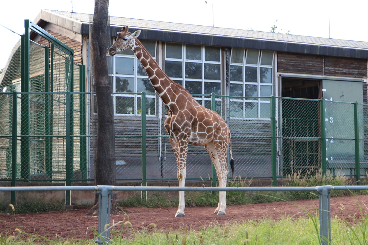 f:id:camerangz:20190929012620j:plain