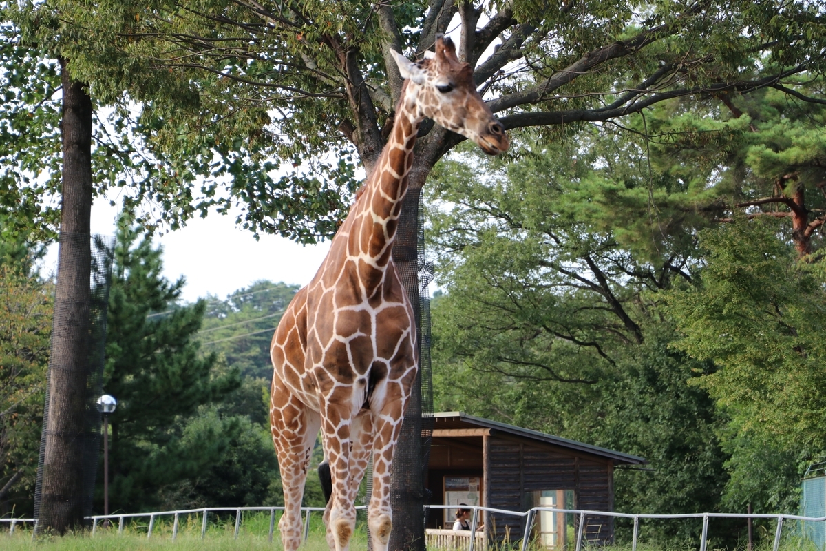 f:id:camerangz:20190929012850j:plain