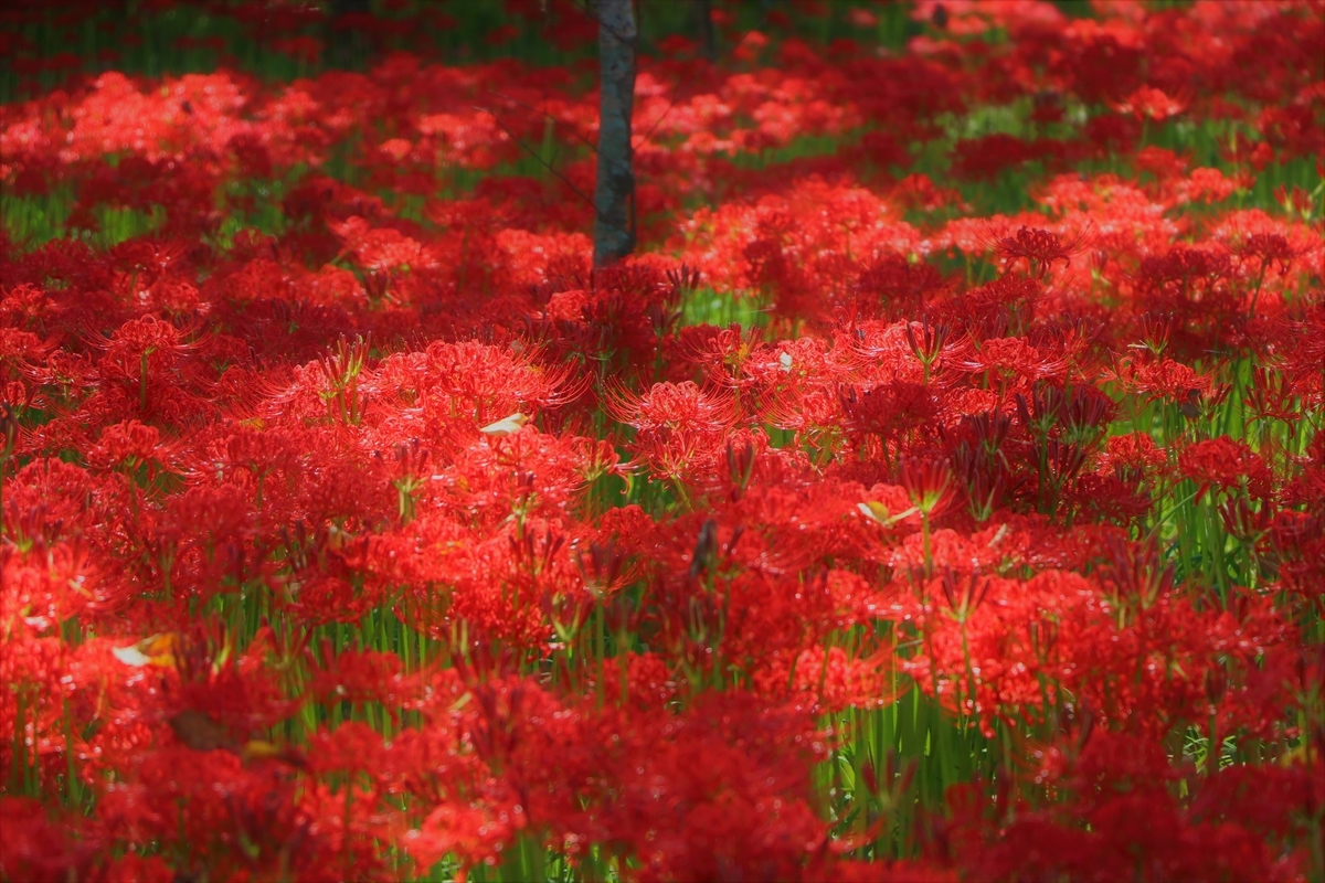 f:id:camerangz:20191002084006j:plain