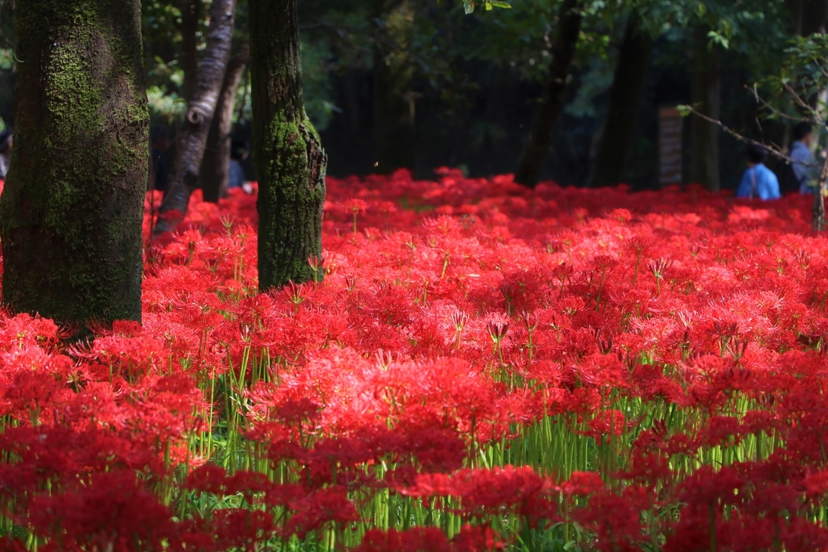 f:id:camerangz:20191002084139j:plain