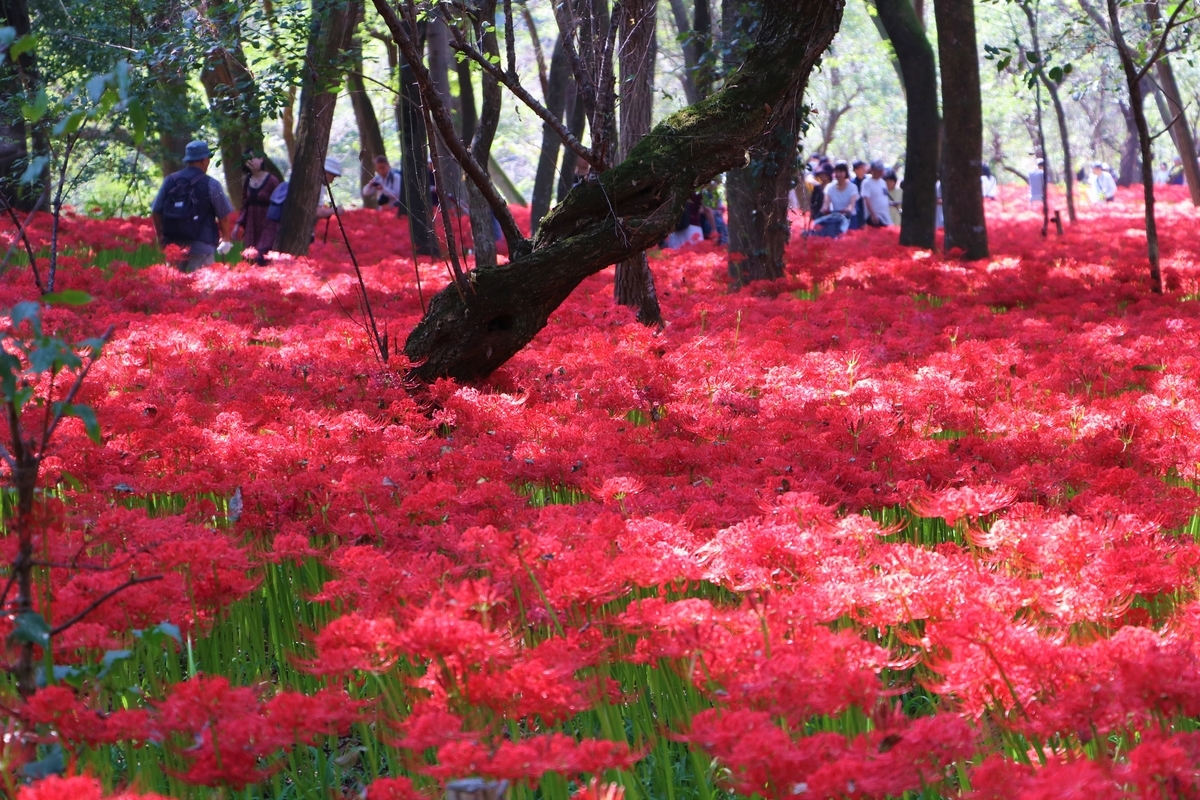 f:id:camerangz:20191002084753j:plain